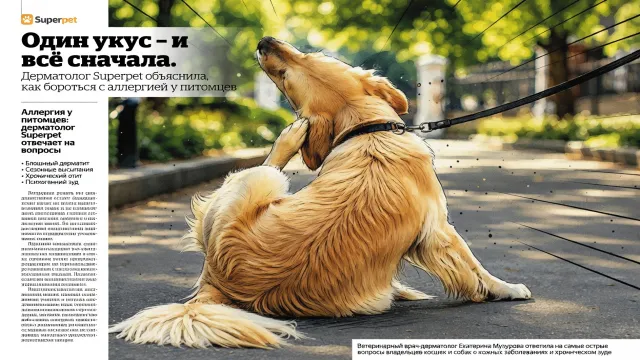 Один укус - и всё сначала. Дерматолог Superpet объяснила, как бороться с аллергией у питомцев